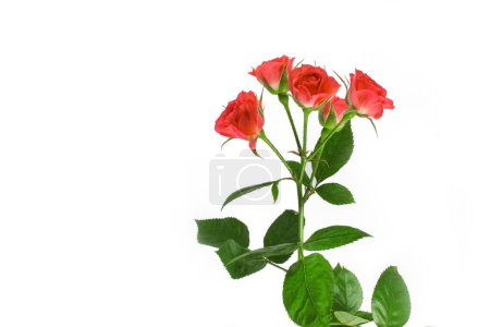 Photo for Beautiful flowers roses on a white background - Royalty Free Image