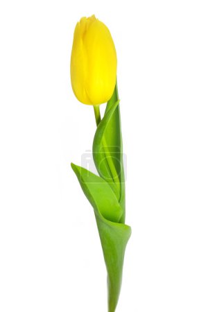 Foto de Hermosas flores tulipán amarillo sobre un fondo blanco - Imagen libre de derechos