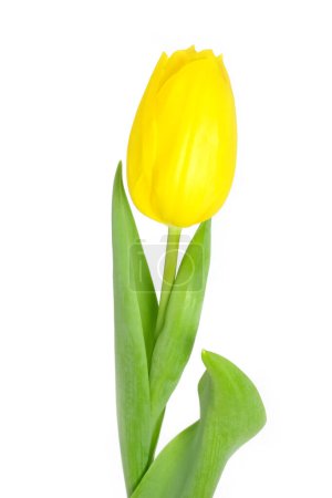 Foto de Hermosas flores tulipán amarillo sobre un fondo blanco - Imagen libre de derechos