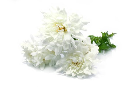 Photo for Beautiful white chrysanthemum flowers on a white background - Royalty Free Image