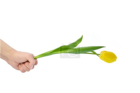Foto de Flores de tulipán amarillo en las manos sobre un fondo blanco - Imagen libre de derechos