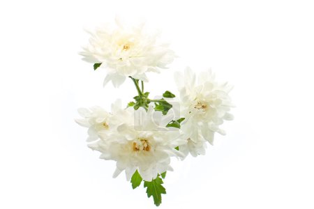 Foto de Hermosas flores de crisantemo blanco sobre un fondo blanco - Imagen libre de derechos