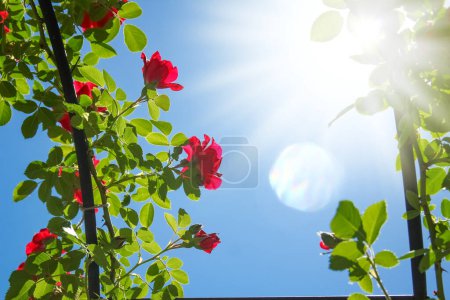 Rosen in einem Park in der Natur vor blauem Himmel
