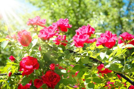 Roses in a park in nature against a blue sky