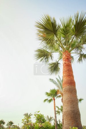 palm tree on the nature by the sea pool background