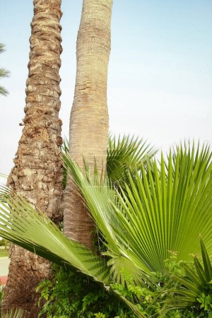 Téléchargez les photos : Palmier sur la nature au bord de la mer piscine fond - en image libre de droit