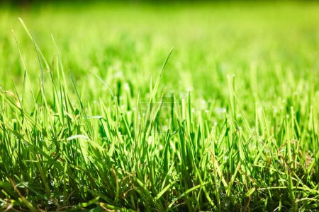 Téléchargez les photos : Belle herbe sur fond de nature - en image libre de droit