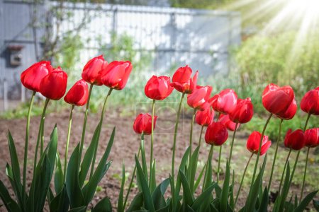 Foto de Tulipanes sobre la naturaleza en el fondo del parque - Imagen libre de derechos