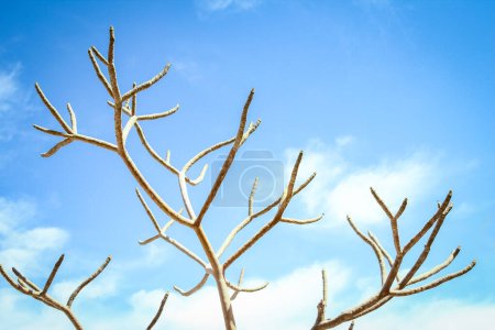 Téléchargez les photos : Beaux arbres nus sur le fond de la mer nature - en image libre de droit