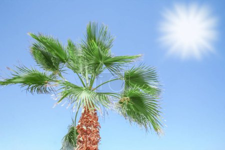 Photo for Beautifully stylish palm tree on nature shore of the sea background - Royalty Free Image