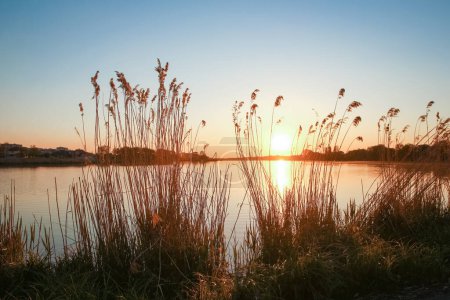 Téléchargez les photos : Silhouette herbe nature coucher de soleil - en image libre de droit