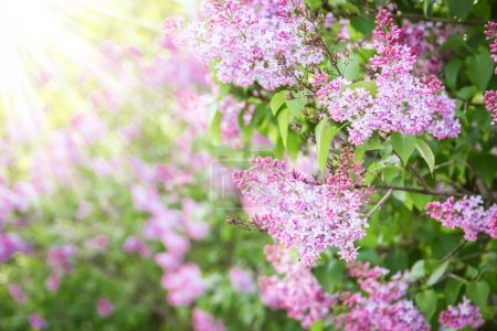 Téléchargez les photos : Fleurs fond lilas dans la nature dans le parc - en image libre de droit