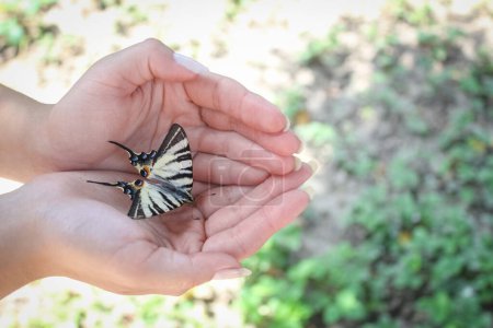 Téléchargez les photos : Papillon entre de bonnes mains à l'extérieur dans le parc d'été - en image libre de droit