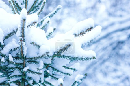 Foto de Árboles de Navidad en invierno en la naturaleza en el fondo del parque - Imagen libre de derechos