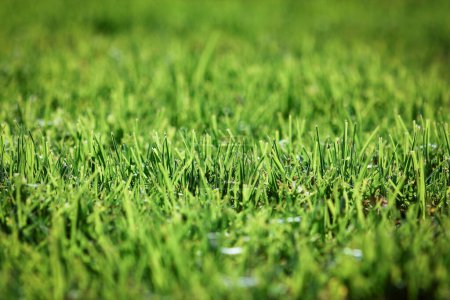 Photo for Beautiful grass on nature background - Royalty Free Image