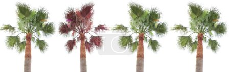 Photo for Palm tree personality individuality concept - Royalty Free Image
