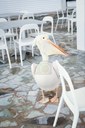 Téléchargez les photos : Beau pélican dans un café restaurant sur la nature au bord de la mer - en image libre de droit