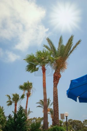 Foto de Hermosas palmeras junto al mar en la naturaleza de Chipre - Imagen libre de derechos