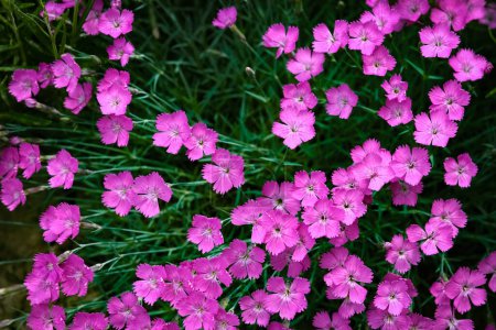 Téléchargez les photos : Fleurs dans la cour pierres plantes décor - en image libre de droit