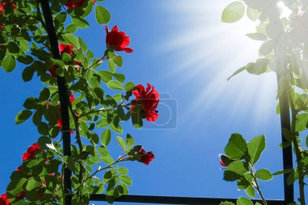 Rosen in einem Park in der Natur vor blauem Himmel