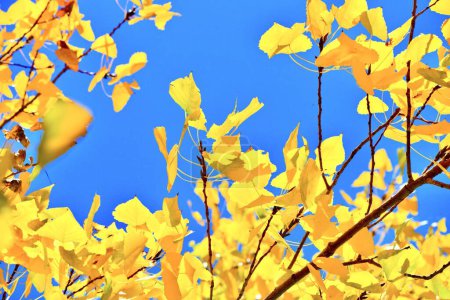 Téléchargez les photos : Feuillage jaune vif sur fond bleu ciel. Feuilles jaunes d'automne gros plan. - en image libre de droit