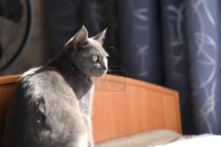 Photo for Portrait of a beautiful grey cat. - Royalty Free Image