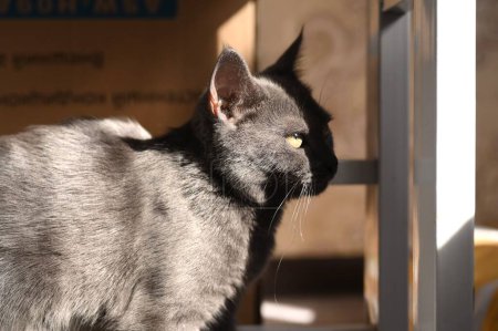 Téléchargez les photos : Portrait d'un beau chat gris
. - en image libre de droit
