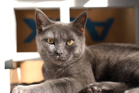 Téléchargez les photos : Portrait d'un beau chat gris
. - en image libre de droit