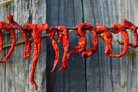 Foto de Pimientos rojos. En las familias coreanas, los pimientos rojos se secan en otoño para hacer ensaladas nacionales.. - Imagen libre de derechos