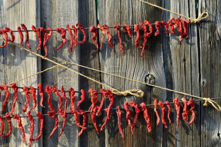 Foto de Pimientos rojos. En las familias coreanas, los pimientos rojos se secan en otoño para hacer ensaladas nacionales.. - Imagen libre de derechos