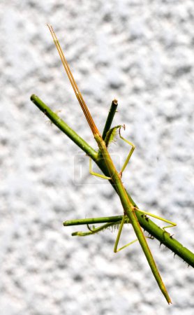 Photo for A stick insect clings to a twig of a bush blending in with it's environment - Royalty Free Image