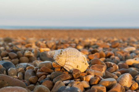 A shell rests on a stony beach with sea and coastline in the distance shot with low depth of field so out of focus