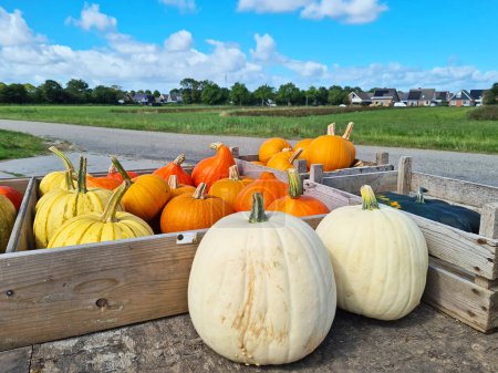 Téléchargez les photos : Harvested pumpkins on a wooden cart in the countryside from Friesland in the Netherlands - en image libre de droit