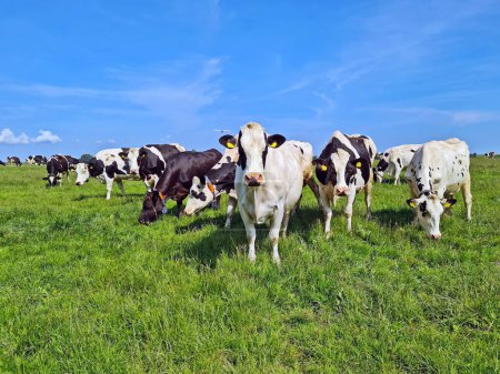 Foto de Cows in the meadow in spring in Friesland the Netherlands - Imagen libre de derechos