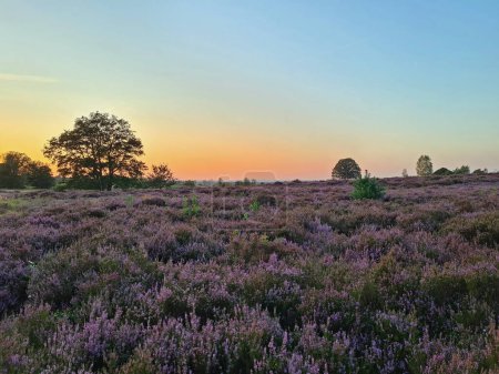 Téléchargez les photos : Sunrise in the National Park De Hoge Veluwe in the Netherlands with blossoming heather - en image libre de droit