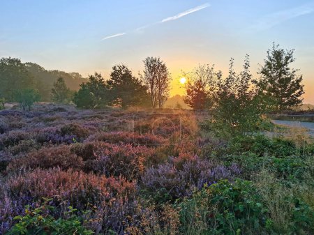 Téléchargez les photos : Lever de soleil dans le parc national De Hoge Veluwe aux Pays-Bas - en image libre de droit