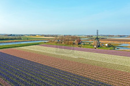 Foto de Aérea de los campos de flores y un molino de viento histórico en el campo de los Países Bajos en primavera - Imagen libre de derechos