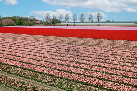 Foto de Aeronaves de campos de tulipanes en Holanda Septentrional Holanda - Imagen libre de derechos