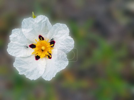 Photo for Blossomig Gum rockrose (cistus ladanifer) in the countryside from Alentejo in Portugal - Royalty Free Image