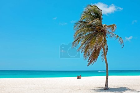 Photo for Palmtree in the wind on the beach from Aruba island in the Caribbean Sea - Royalty Free Image