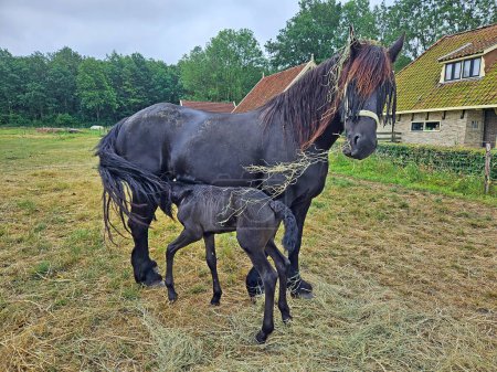 Photo for Friesian thoroughbred horse with foal in the meadow in Friesland the Netherlands - Royalty Free Image