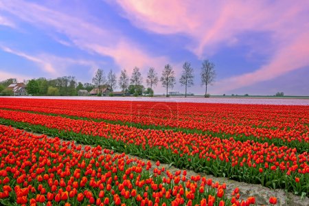 Téléchargez les photos : Beau coucher de soleil dans les champs de tulipes à la campagne des Pays-Bas au printemps - en image libre de droit
