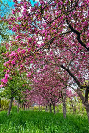 Foto de Cerezos florecientes en el campo de los Países Bajos - Imagen libre de derechos