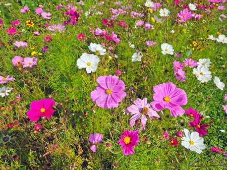 Téléchargez les photos : Fleurs sauvages au printemps aux Pays-Bas - en image libre de droit