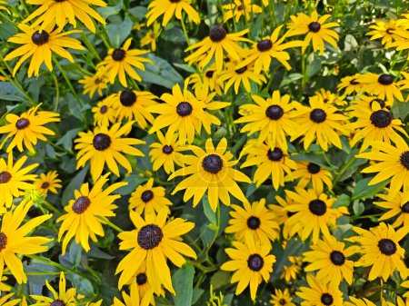 Photo for Yellow rudbeckia flowers in springtime - Royalty Free Image