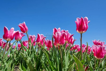 Téléchargez les photos : Des tulipes rouges en fleurs dans la campagne des Pays-Bas au printemps - en image libre de droit