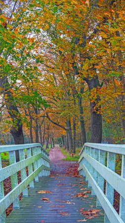 Photo for Fall in the Netherlands Europe - Royalty Free Image