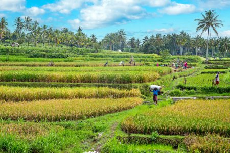 Téléchargez les photos : Travailleurs sur les terres plantant du riz dans les champs de Java Indonésie - en image libre de droit