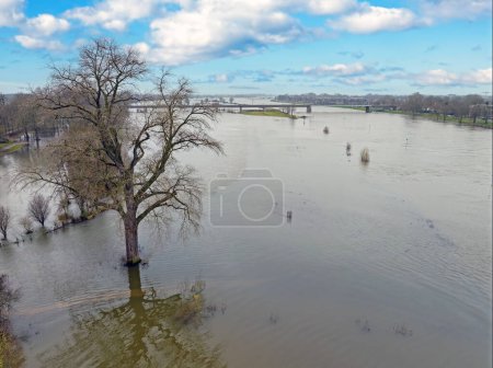 Photo for Aerial from a very old tree in a flooded landscape at the river IJssel in the Netherlands - Royalty Free Image