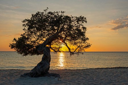 Foto de Árbol Divi Divi en Eagle Beach al atardecer. El famoso árbol Divi Divi es la brújula natural de Aruba, siempre apuntando en dirección suroeste debido a los vientos alisios que soplan a través del islán - Imagen libre de derechos